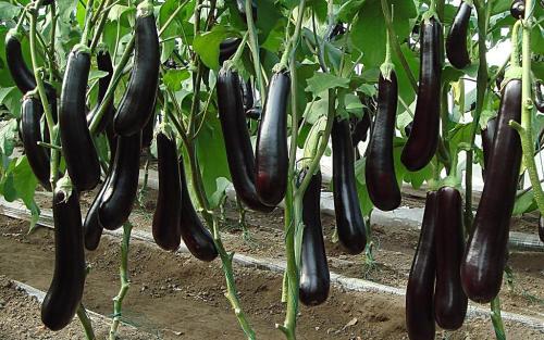 殼寡糖對(duì)茄子棒孢葉斑病的防治效果研究