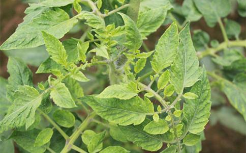 殼寡糖在防治植物病毒病的應(yīng)用