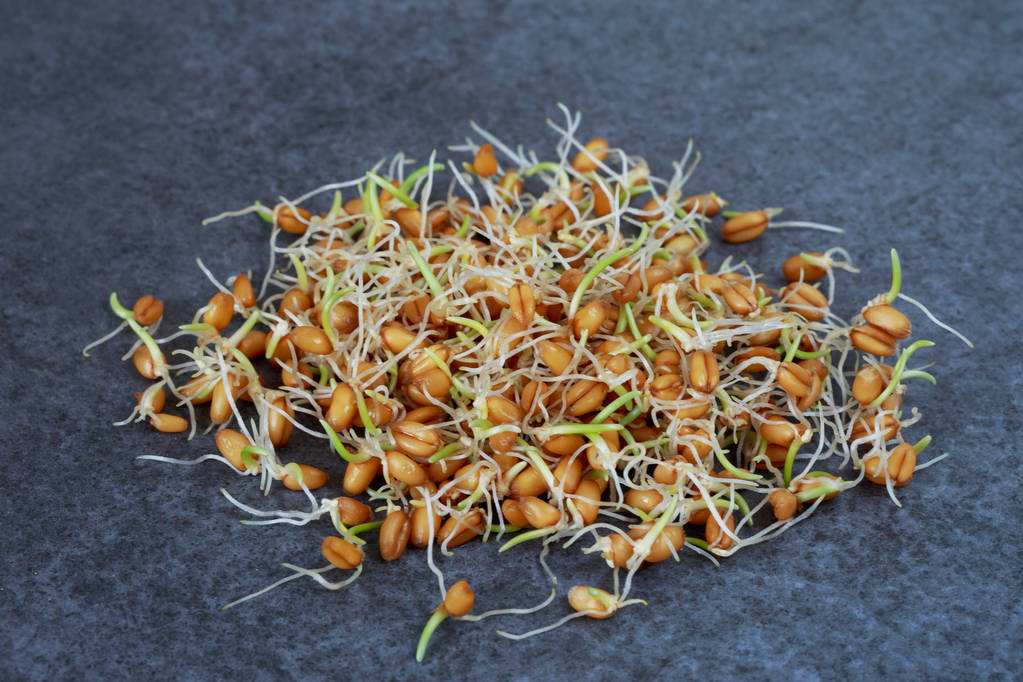 殼寡糖對(duì)小麥種子萌發(fā)和幼苗生長(zhǎng)的影響