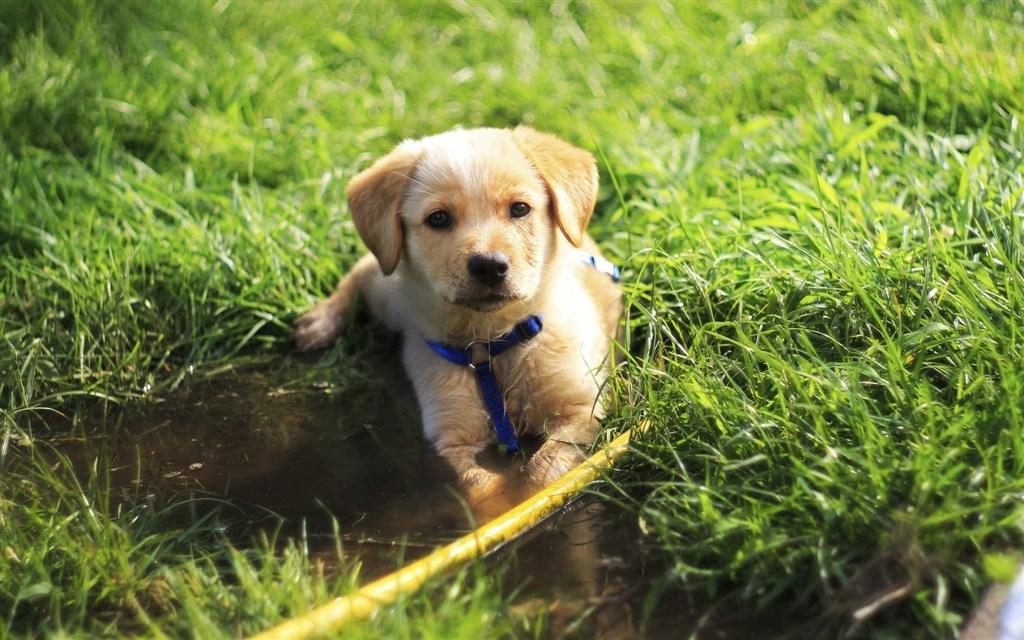 殼寡糖對(duì)動(dòng)物機(jī)體免疫和炎癥調(diào)節(jié)作用及其機(jī)制的研究進(jìn)展